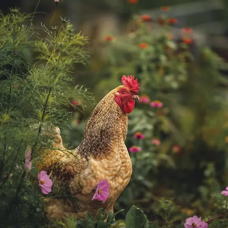 Gracarjeva Domacija Appartement