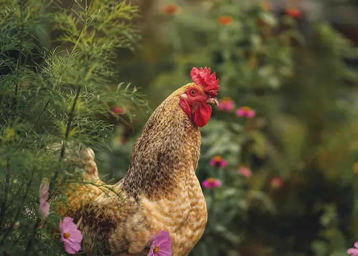 Gracarjeva Domacija アパート